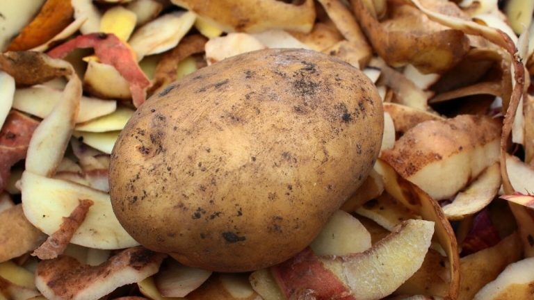 Aftrek van aardappelen voor gebruik als meststof