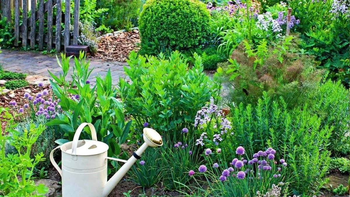 aromatische planten in de tuin en een gieter om water te geven