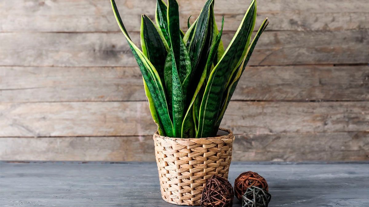 sansevieria in een gevlochten pot